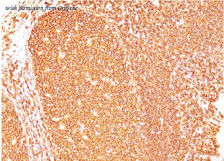 OriGene AM32859PU-S image 1