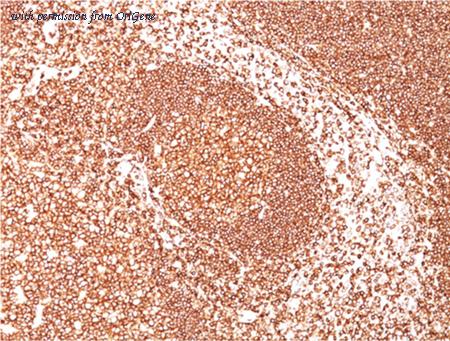 OriGene AM32866PU-S image 1
