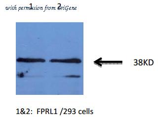 OriGene AM32960PU-N image 1