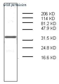 OriGene AM32963PU-N image 1