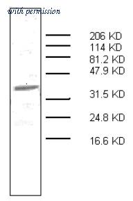OriGene AM32964PU-N image 1