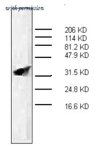 OriGene AM32965PU-N image 1