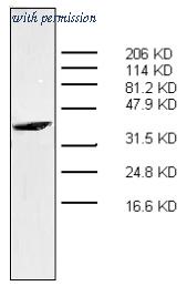 OriGene AM32966PU-N image 1