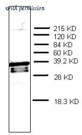 OriGene AM32967PU-N image 1