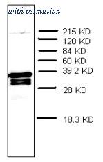 OriGene AM32968PU-N image 1