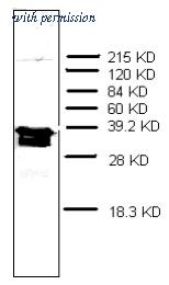 OriGene AM32969PU-N image 1
