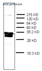OriGene AM32970PU-N image 1