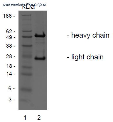 OriGene AM32985PU-N image 1