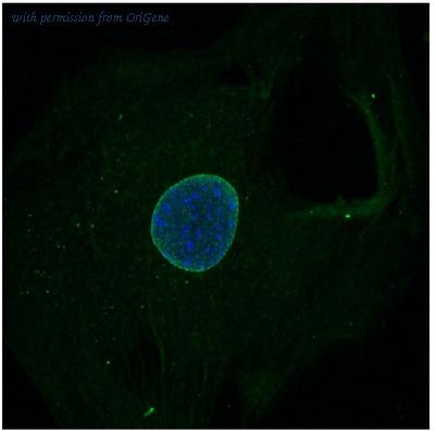 OriGene AM33013PU-N image 1