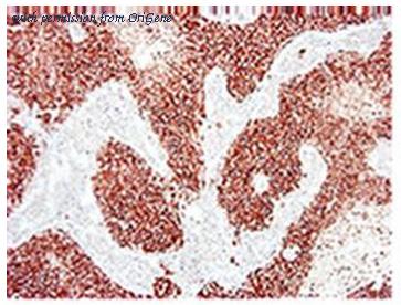 OriGene AM33014PU-N image 1