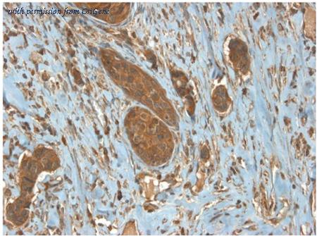 OriGene AM33015PU-N image 1