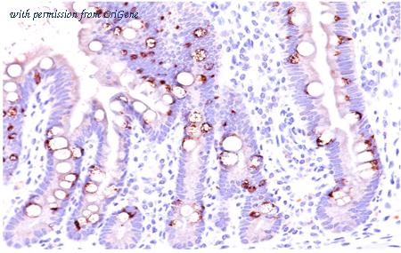OriGene AM33118PU-T image 1