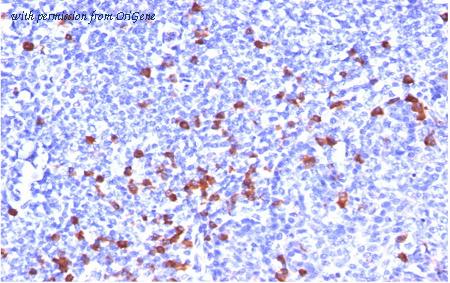 OriGene AM33125PU-T image 1