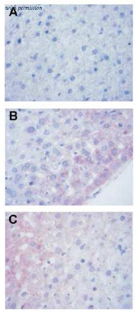 OriGene AM33191PU-N image 1