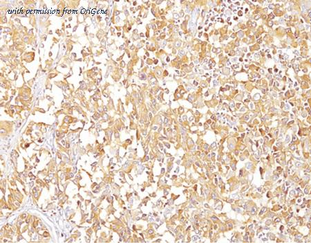 OriGene AM33241PU-T image 1