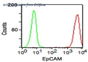 OriGene AM33243RP-N image 1