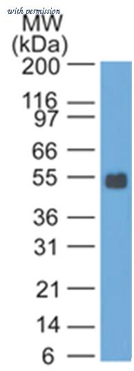 OriGene AM33248SU-S image 1