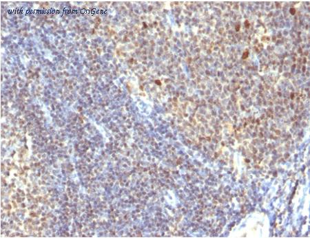 OriGene AM33249PU-T image 1