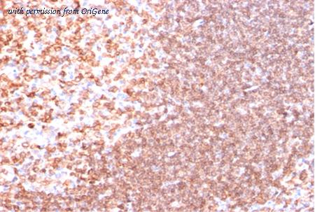 OriGene AM33264PU-T image 1