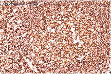 OriGene AM33266PU-T image 1