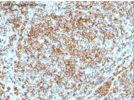 OriGene AM33267PU-T image 1
