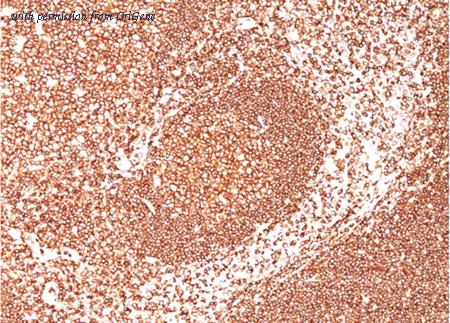 OriGene AM33268PU-S image 1