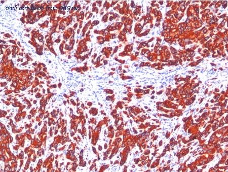 OriGene AM33270PU-S image 1