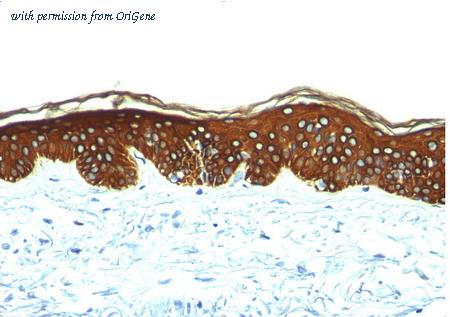 OriGene AM33272PU-T image 1