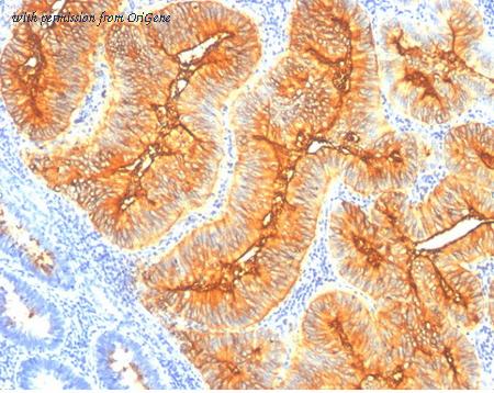 OriGene AM33278PU-S image 1