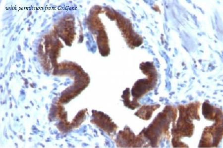 OriGene AM33280PU-S image 1