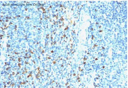 OriGene AM33281PU-S image 1