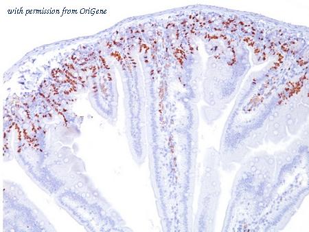 OriGene AM33282PU-S image 1