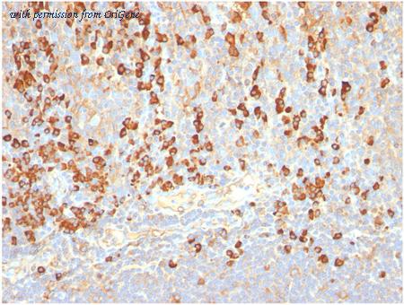 OriGene AM33283PU-T image 1