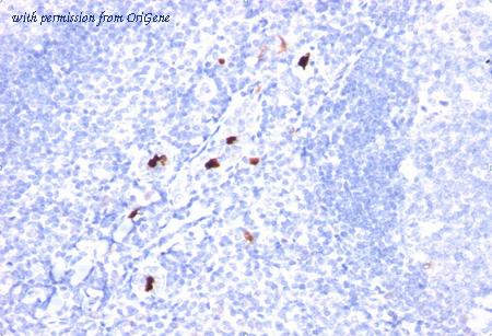 OriGene AM33284PU-T image 1