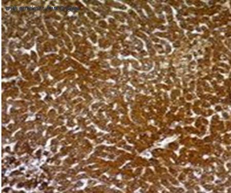 OriGene AM33286PU-S image 1