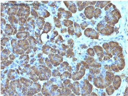 OriGene AM33287PU-T image 1