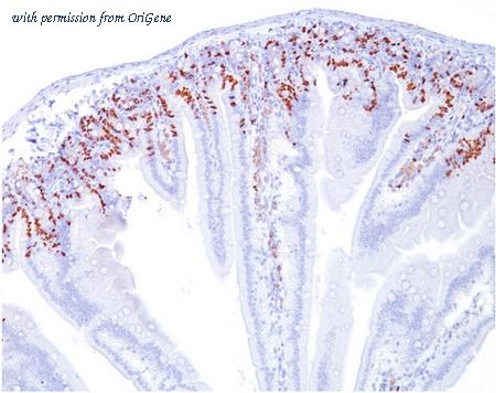 OriGene AM33288PU-S image 1