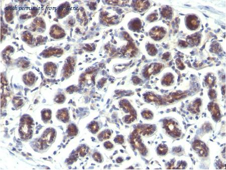 OriGene AM33297PU-S image 1