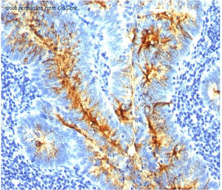OriGene AM33303PU-T image 1