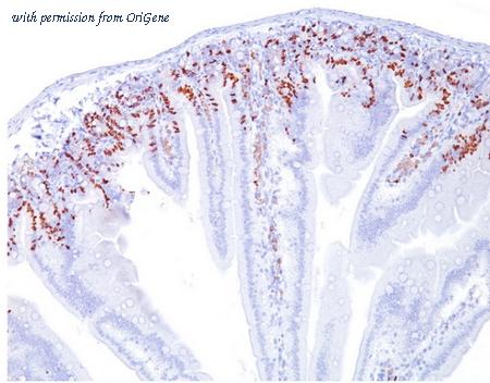 OriGene AM33307PU-S image 1