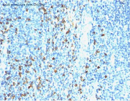OriGene AM33308PU-S image 1
