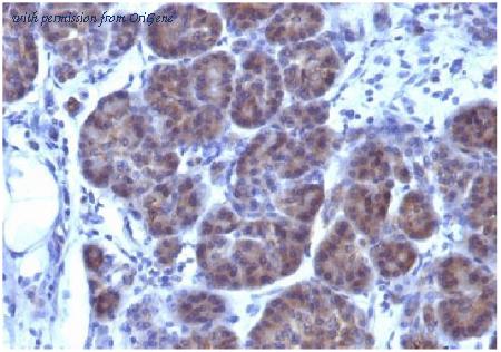 OriGene AM33312PU-T image 1