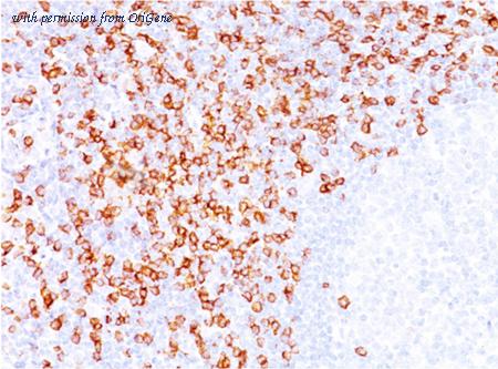 OriGene AM33320PU-T image 1