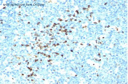 OriGene AM33322PU-S image 1