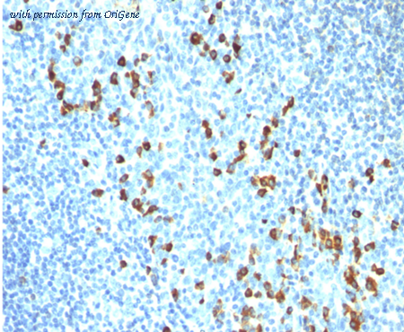 OriGene AM33323PU-S image 1