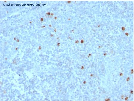 OriGene AM33324PU-S image 1