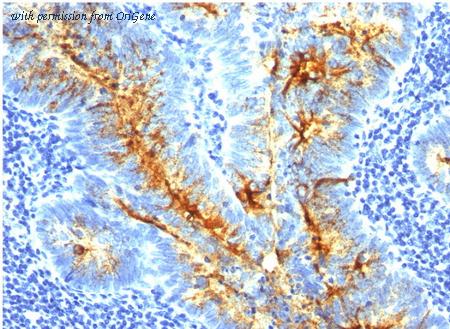 OriGene AM33342PU-S image 1