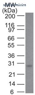 OriGene AM33344PU-S image 1