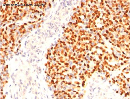 OriGene AM33347PU-T image 1