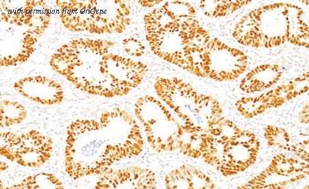 OriGene AM33350PU-T image 1